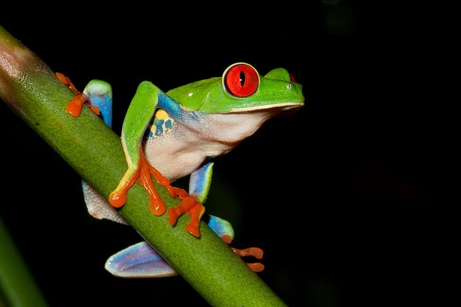 Frog Watching Jungle Night Walk - Wildlife luck and weather at Callidryas