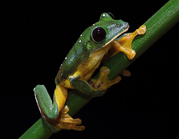 Frog Watching Jungle Night Walk - How this night walk compares with a regular hike