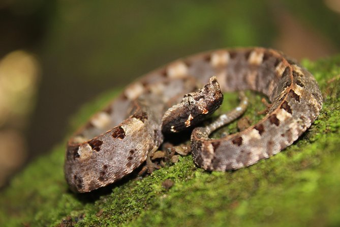 Frog Watching Jungle Night Walk - Why the guide makes the difference