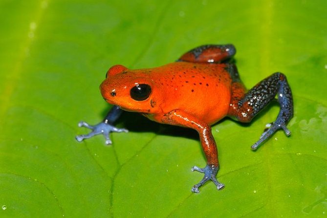 Frog Watching Night Walk - Arenal Oasis after sunset