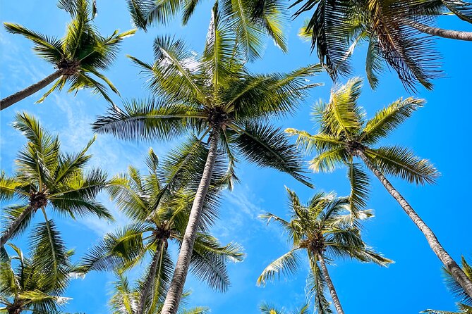 From Puntarenas: Turtle Island Day Tour - Lunch, fruit, and drinks