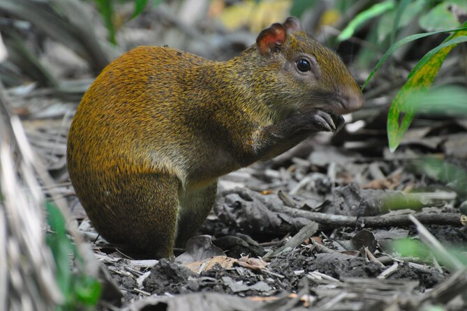 From San José: Carara National Park and Tárcoles River Tour - Key points to know before booking