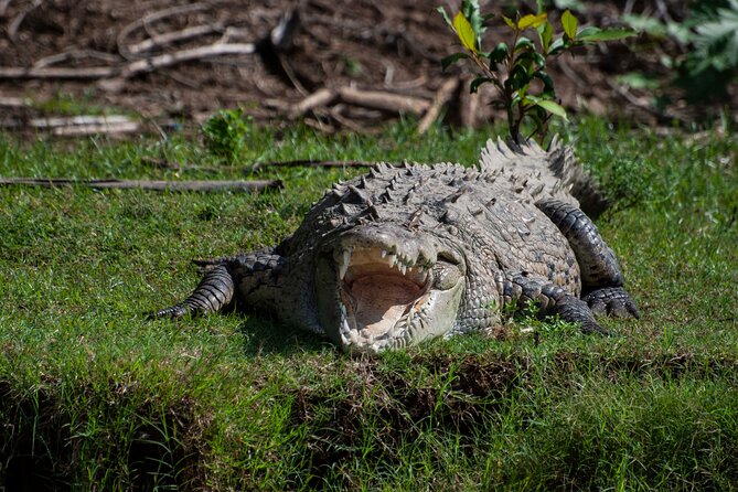 From San José: Carara National Park and Tárcoles River Tour - Why this Costa Rica day trip works