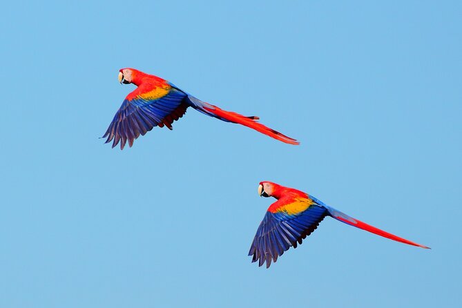 From San José: Carara National Park and Tárcoles River Tour - What to bring for comfort and better sightings
