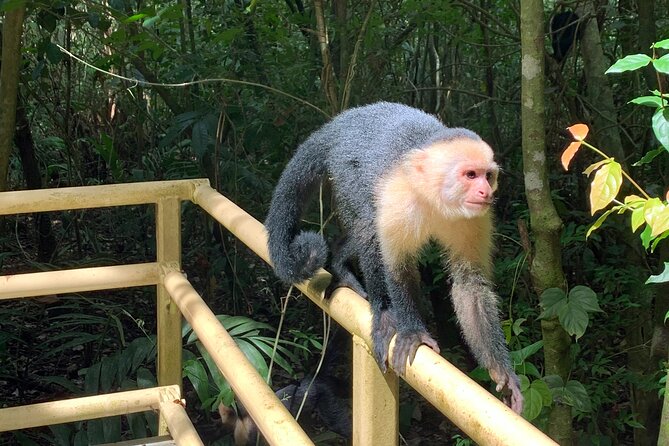 Full-Day Adventure to Manuel Antonio National Park from San Jose - Lunch closes the park visit
