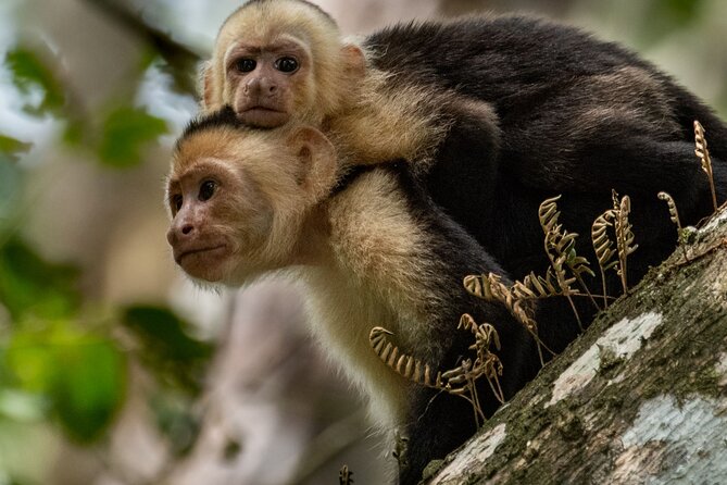 Full-Day Adventure to Manuel Antonio National Park from San Jose - Playa Manuel Antonio is the main reward