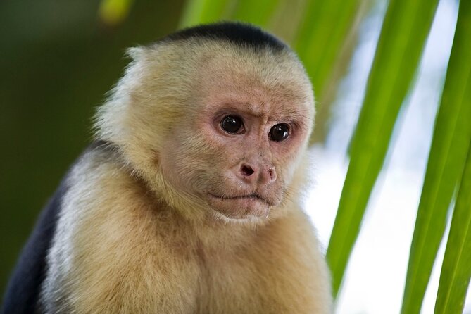 Guanacaste Rainforest Safari with Meal - Waterfall first, forest second
