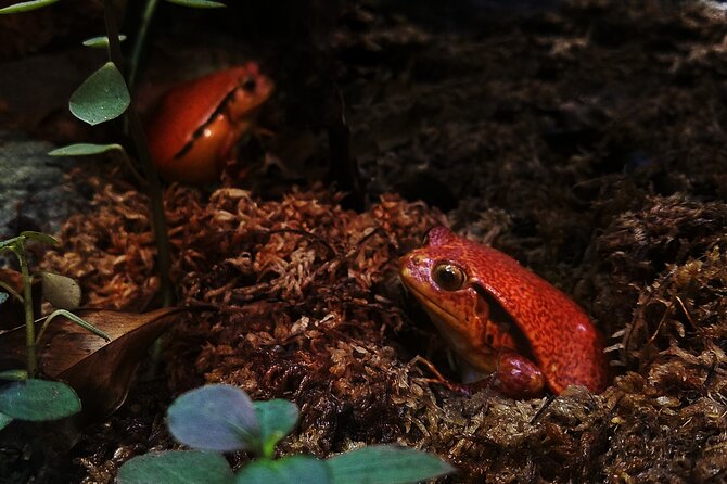 Guanacaste Rainforest Safari with Meal - A traditional meal gives the day a local finish