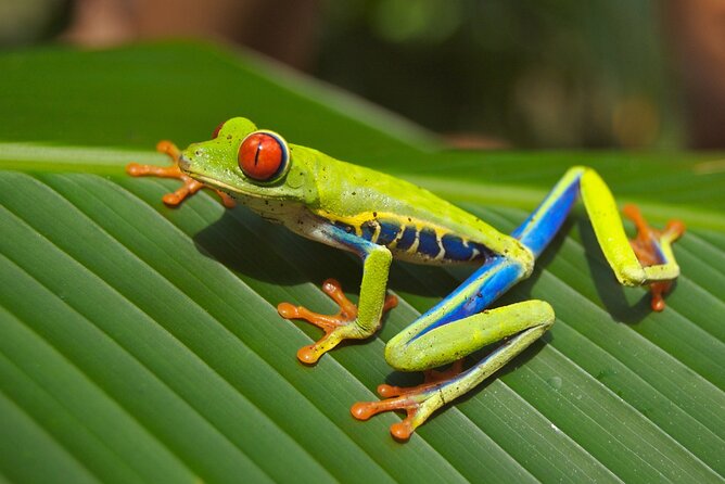 Guanacaste Rainforest Safari with Meal - What six hours means for your day