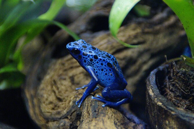 Guanacaste Rainforest Safari with Meal - Who will enjoy this outing most?