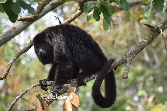 Guanacaste Rainforest Safari with Meal - Practical details before you book
