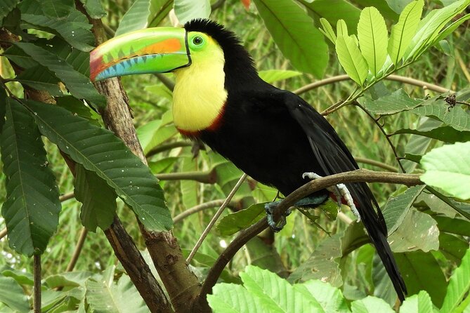 Guanacaste Rainforest Safari with Meal - Wildlife watching in a tropical forest