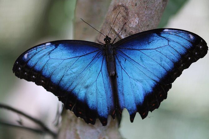 Guided Butterfly Conservatory Tour in Costa Rica - Key points to know before you go