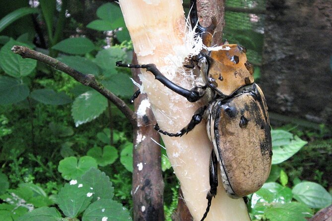 Guided Butterfly Conservatory Tour in Costa Rica - Volunteer guides and the pace of the tour