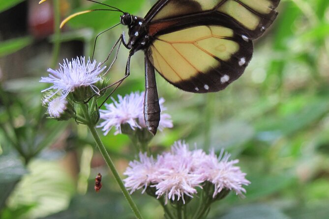 Guided Butterfly Conservatory Tour in Costa Rica - What happens inside the butterfly exhibits
