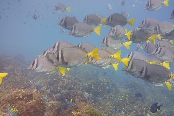Half-Day Snorkeling Experience in Tamarindo - What makes this Tamarindo trip worth considering