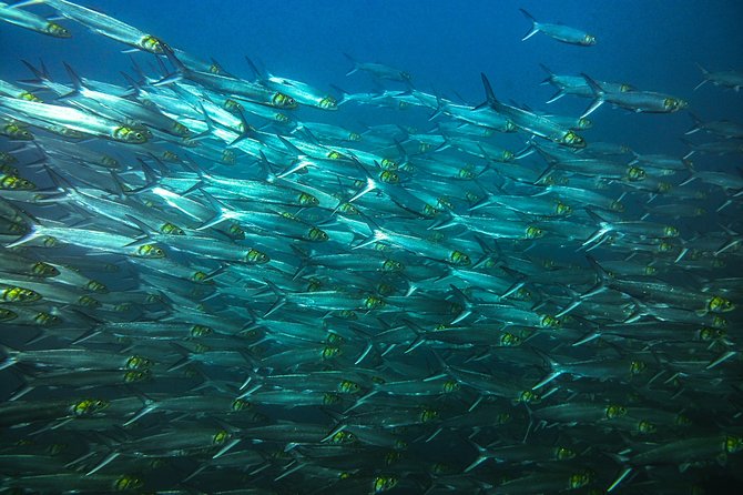 Half-Day Snorkeling Experience in Tamarindo - An early start at Tamarindo’s snorkeling center