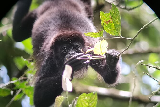 Half-Day Tour with Hanging Bridges and La Fortuna Waterfall - Fresh fruit, a Costa Rican lunch, and a slower finish