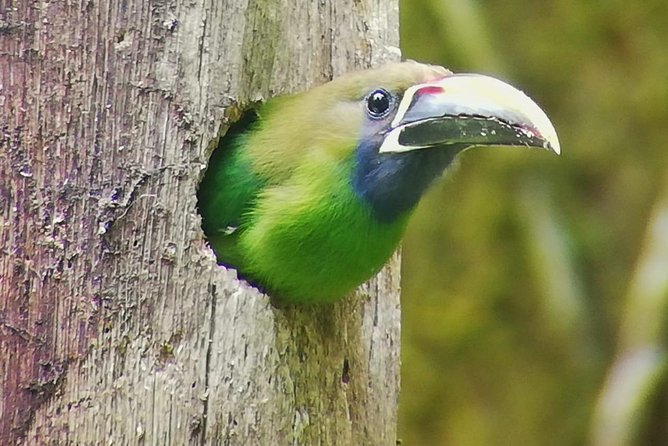 Hiking to Curi-Cancha Reserve - Why Curi-Cancha works so well for wildlife watching