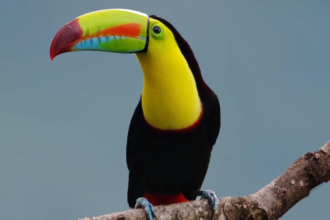 Hiking to Curi-Cancha Reserve - Birding, mammals, and the value of a good guide