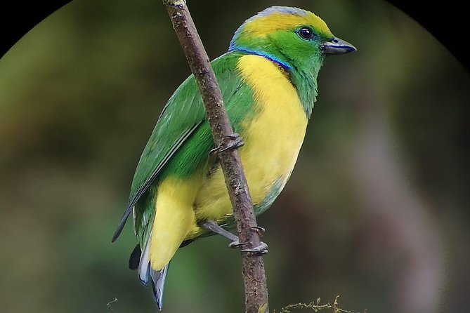 Hiking to Curi-Cancha Reserve - Who should book this forest walk