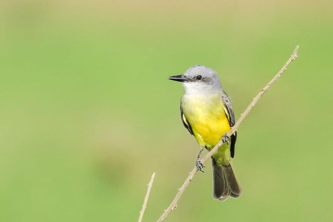 Jaco Birdwatching and Photography with Sergio - What to bring and how to prepare