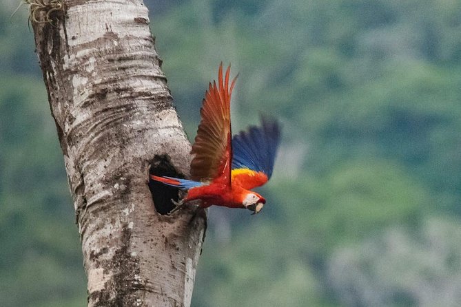 Jaco Birdwatching and Photography with Sergio - Carara National Park on accessible trails