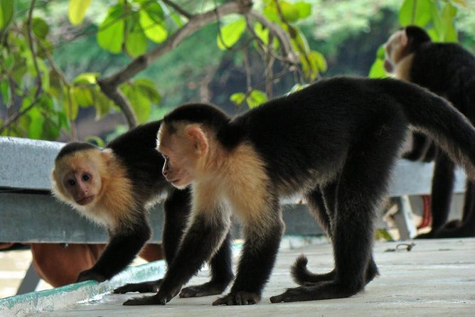 Jungle Cruise at Palo Verde National Park - Key points to know before booking