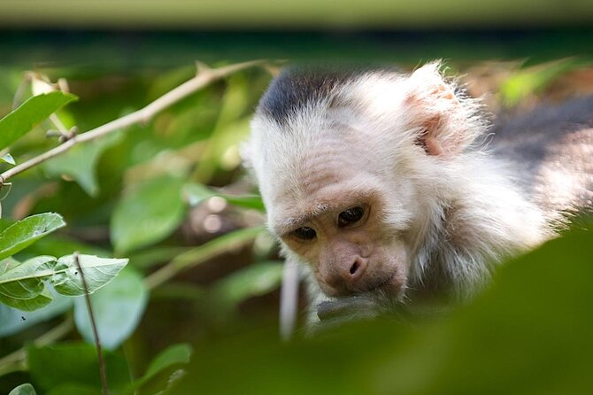 Jungle Cruise at Palo Verde National Park - From Playa Hermosa to Guanacaste’s river country