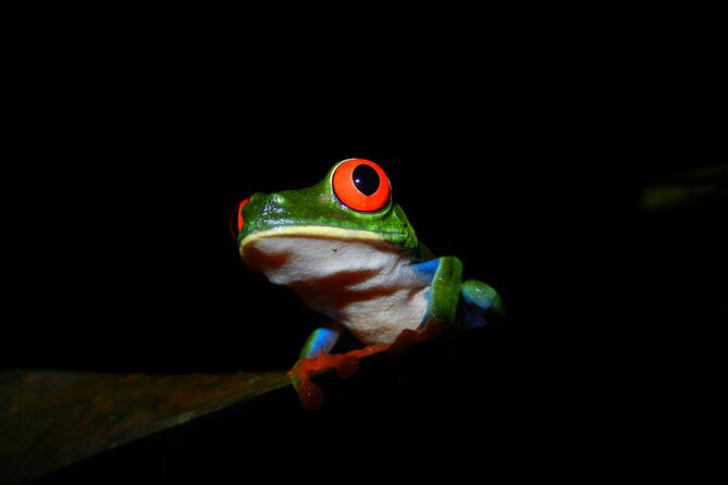 La Fortuna Night Tour - Private - What the Danaus night walk is really like