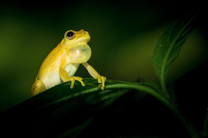 La Fortuna Night Tour - Private - Why a private guide matters after dark