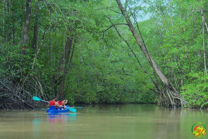 Mangrove Damas Island Kayak Tours - What the tide means for your morning