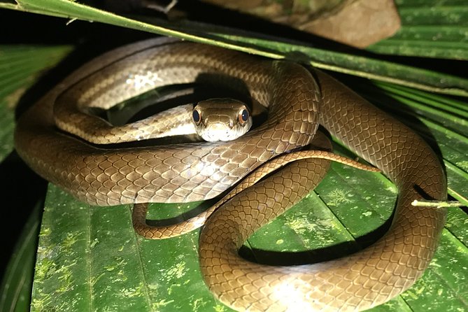 Manuel Antonio Herping Night Tour (Reptiles and Amphibians) - What the Manuel Antonio night walk is really about