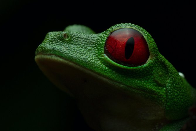 Manuel Antonio Herping Night Tour (Reptiles and Amphibians) - Choosing the best night for your tour