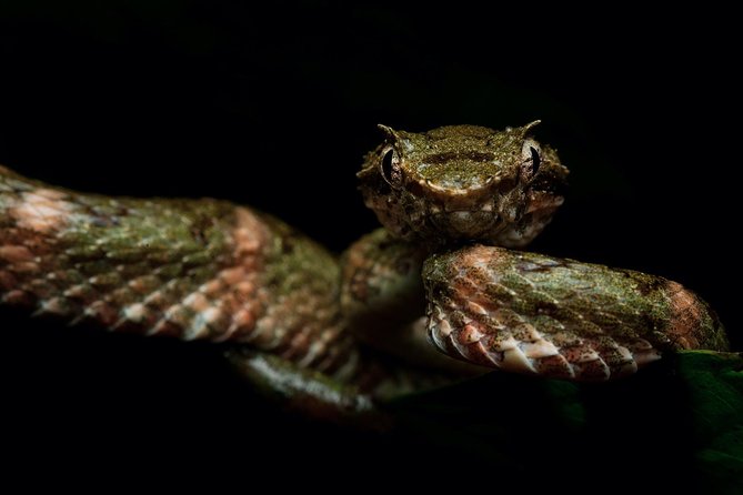 Manuel Antonio Herping Night Tour (Reptiles and Amphibians) - Frogs, snakes, and the creatures you may find