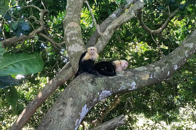 Manuel Antonio National Park; Beach & Sightseeing Day Trip from San Jose - Key points to know before booking