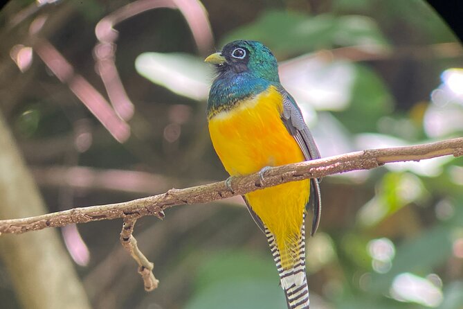 Manuel Antonio National Park guided tour - Beginning at Restaurante Donde AlexBeach Trail