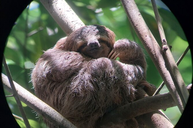 Manuel Antonio National Park guided tour - A two-hour walk through forest trails