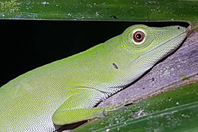 Manuel Antonio Night Tour - Quick points before you book