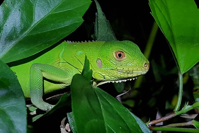 Manuel Antonio Night Tour - A different Manuel Antonio after sunset