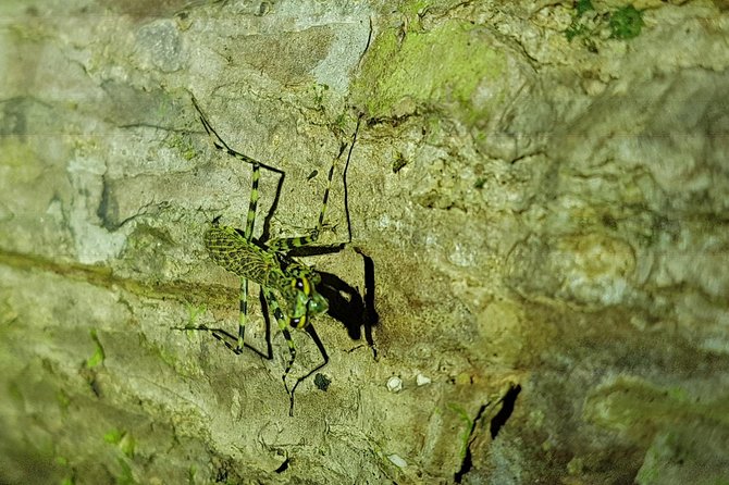 Manuel Antonio Night Tour - Who will enjoy this night walk?