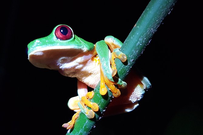 Manuel Antonio Night Tour - Meeting at 6 p.m. in Quepos