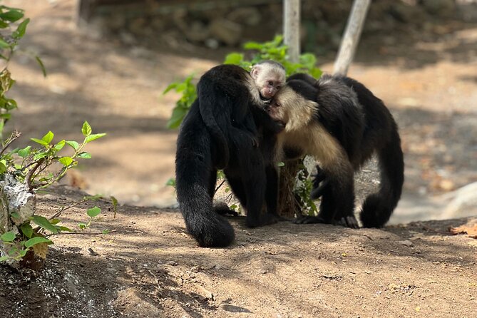 Monkey, Crocodile, Sloths & Beach Experience - Quick points to know