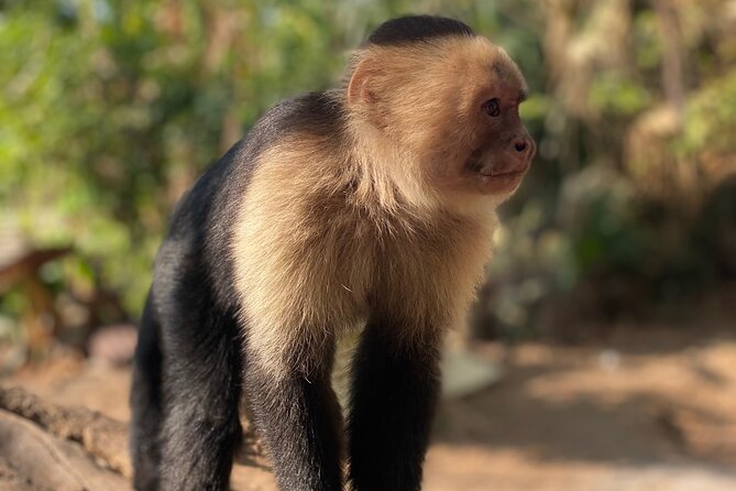 Monkey, Crocodile, Sloths & Beach Experience - Why the monkeys make this Jaco tour memorable