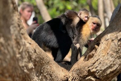 Monkey, Crocodile, Sloths & Beach Experience