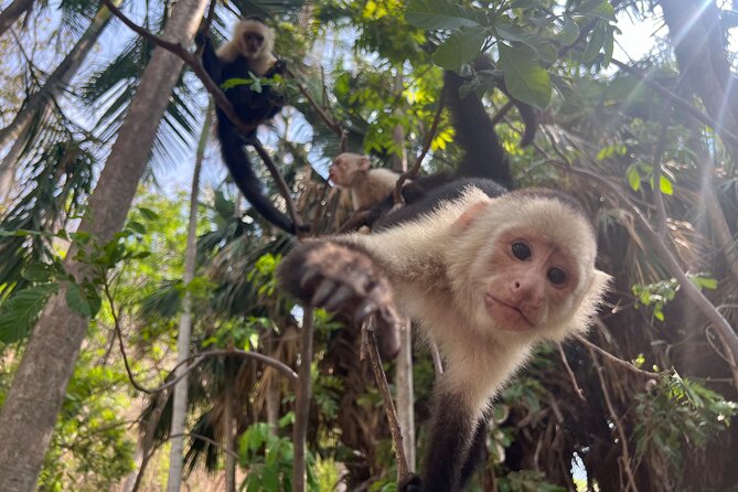 Monkey, Crocodile, Sloths & Beach Experience - Time, transport, and the $88 price