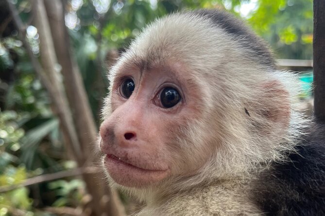 Monkey, Crocodile, Sloths & Beach Experience - Who should book this experience