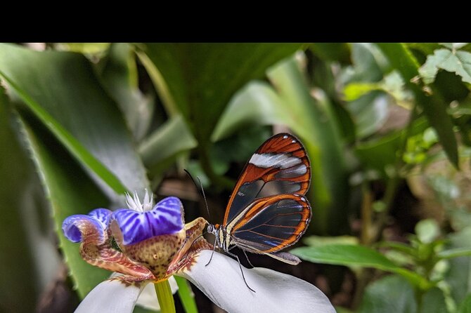 Monteverde Butterfly Gardens Tour - Four butterfly habitats in one compact visit