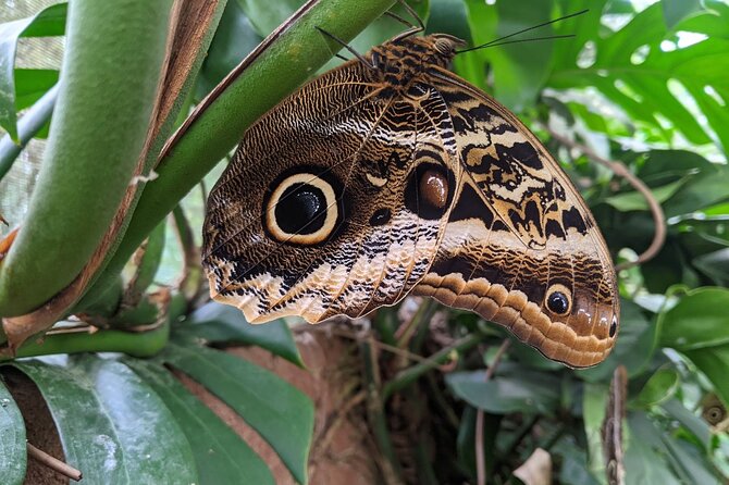 Monteverde Butterfly Gardens Tour - Beyond butterflies: insects and arachnids