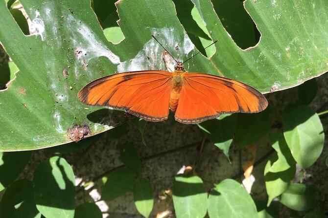 Monteverde Butterfly Gardens Tour - Photo time without rushing the visit